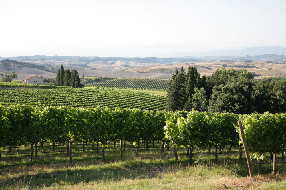 Uomo, vitigno, territorio