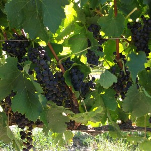 merlot poggio meliana (2)