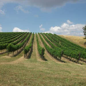 poggio meliana view