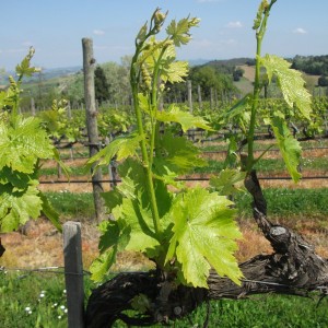 sangiovese palazzaccio