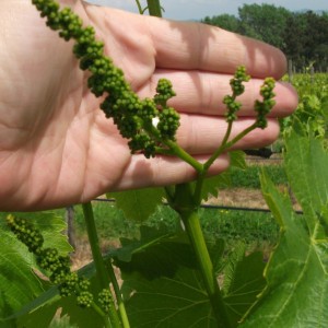 sangiovese clusters 1